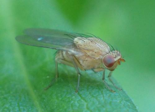 Réf. 199 537 : Minettia sp.